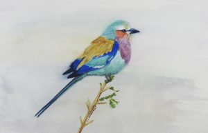 Lilac Breasted Roller | 9"x11" Framed Watercolor