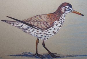 Spotted Sandpiper | 12"x15" Framed Mixed Media