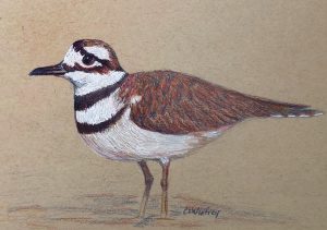 Killdeer | 12"x15" Framed Mixed Media