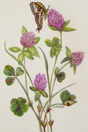 Purple Clover | 12"x10" Color Pencil