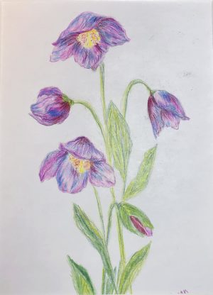 Himalayan Poppy | 12"x10" Color Pencil