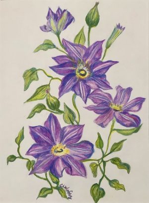 Clematis Vine | 12"x10" Color Pencil