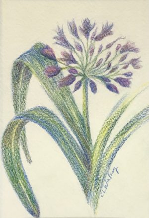 Agapanthus | 12"x10" Color Pencil