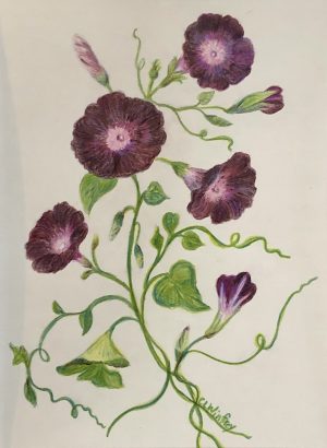 Morning Glories | 12"x10" Color Pencil