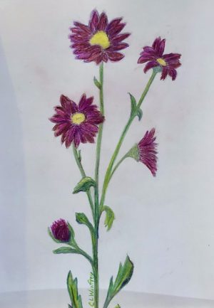 Daisy | 12"x10" Color Pencil